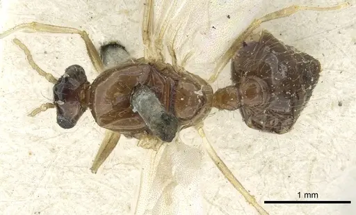 Crematogaster limata specimen CASENT0902158 image casent0902158_1