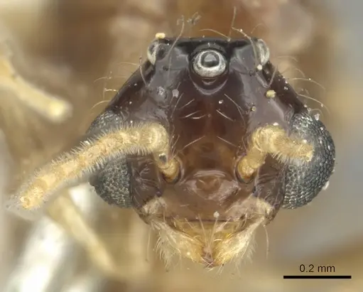 Crematogaster limata specimen CASENT0902158 image casent0902158_2