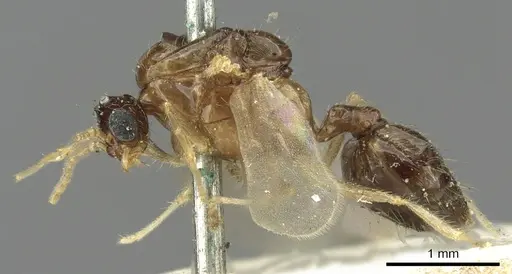 Crematogaster limata specimen CASENT0902158 image casent0902158_3