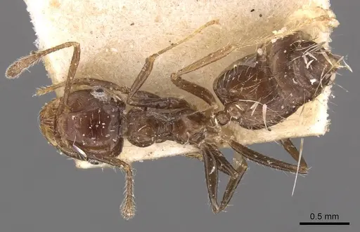 Crematogaster limata specimen CASENT0908434 image casent0908434_1