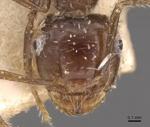 Crematogaster limata specimen CASENT0908434 image casent0908434_2