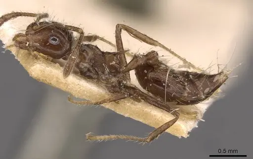 Crematogaster limata specimen CASENT0908434 image casent0908434_3