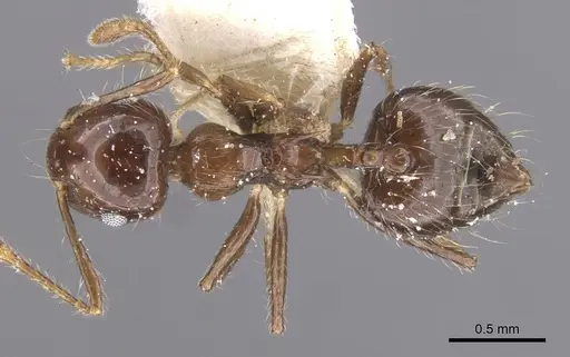 Crematogaster limata specimen CASENT0912774 image casent0912774_1