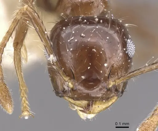 Crematogaster limata specimen CASENT0912774 image casent0912774_2