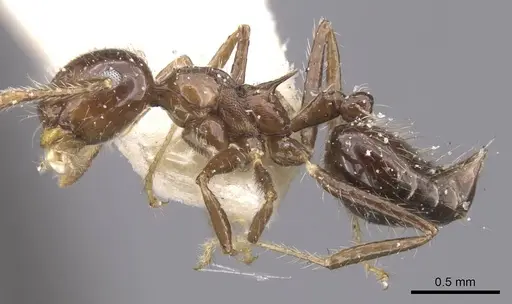 Crematogaster limata specimen CASENT0912774 image casent0912774_3