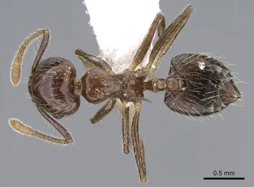 Crematogaster limata specimen CASENT0914571 image casent0914571_1