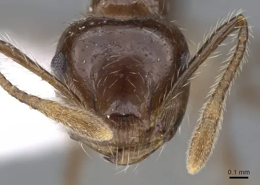 Crematogaster limata specimen CASENT0914571 image casent0914571_2