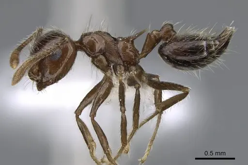 Crematogaster limata specimen CASENT0914571 image casent0914571_3