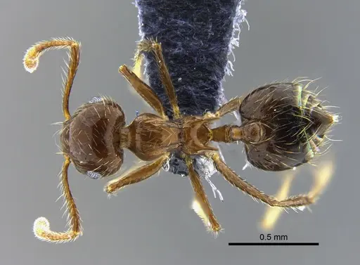 Crematogaster limata specimen CBUMAGENT41952 image cbumagent41952_1