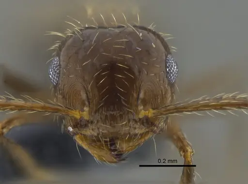 Crematogaster limata specimen CBUMAGENT41952 image cbumagent41952_2