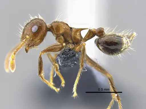 Crematogaster limata specimen CBUMAGENT41952 image cbumagent41952_3