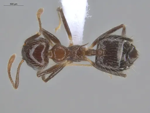 Crematogaster limata specimen ECOFOG-IT14-1001-10 image ecofog-it14-1001-10_1