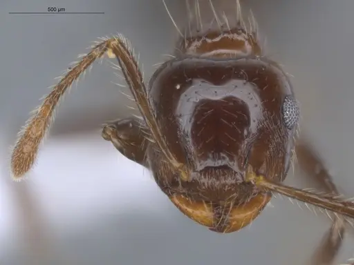 Crematogaster limata specimen ECOFOG-IT14-1001-10 image ecofog-it14-1001-10_2