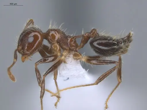 Crematogaster limata specimen ECOFOG-IT14-1001-10 image ecofog-it14-1001-10_3