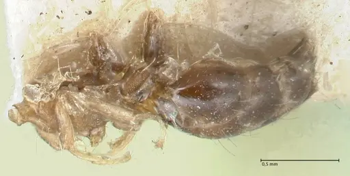 Crematogaster limata specimen FOCOL1627 image focol1627_1