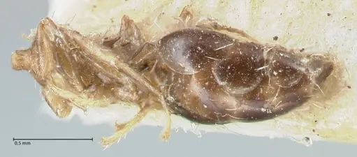 Crematogaster limata specimen FOCOL1627 image focol1627_2