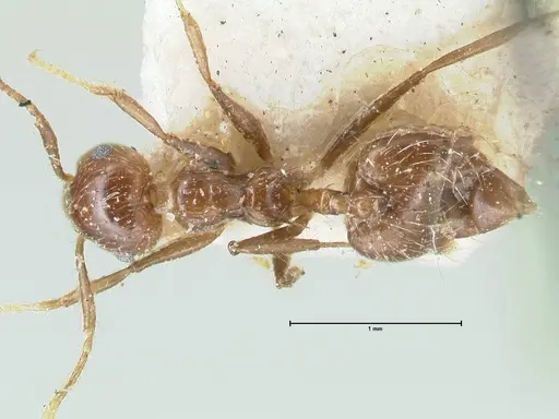 Crematogaster limata specimen FOCOL1628 image focol1628_1