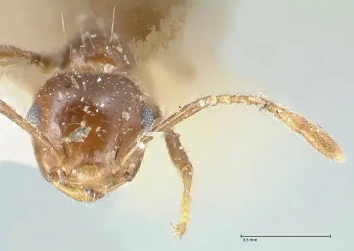 Crematogaster limata specimen FOCOL1628 image focol1628_2