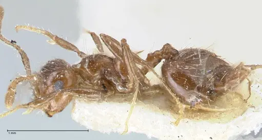 Crematogaster limata specimen FOCOL1628 image focol1628_3