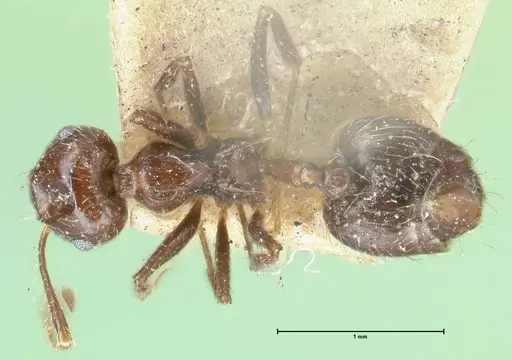 Crematogaster limata specimen FOCOL1629 image focol1629_1
