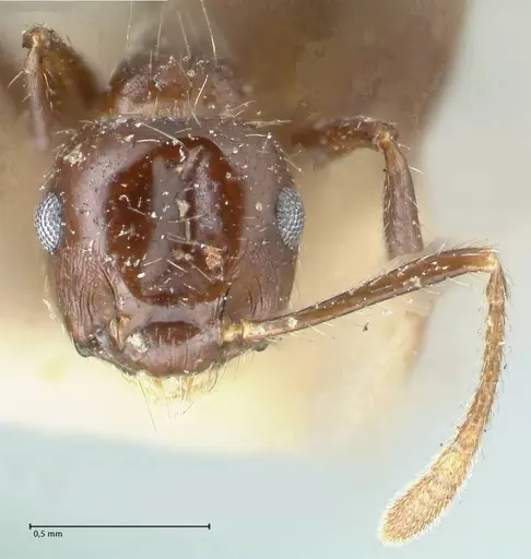 Crematogaster limata specimen FOCOL1629 image focol1629_2