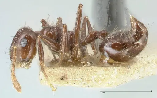Crematogaster limata specimen FOCOL1629 image focol1629_3