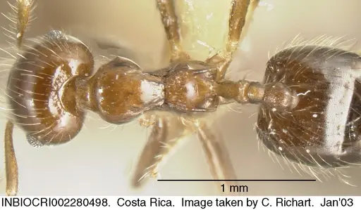 Crematogaster limata specimen INBIOCRI002280498 image inbiocri002280498_1