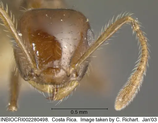 Crematogaster limata specimen INBIOCRI002280498 image inbiocri002280498_2