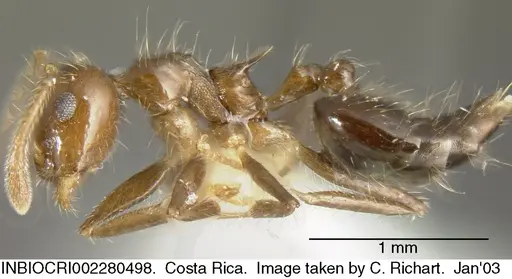 Crematogaster limata specimen INBIOCRI002280498 image inbiocri002280498_3