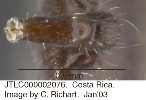 Crematogaster limata specimen JTLC000002076 image jtlc000002076_1