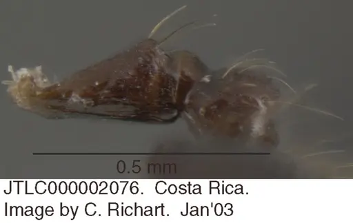 Crematogaster limata specimen JTLC000002076 image jtlc000002076_2