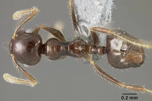 Crematogaster limata specimen USNMENT01124278 image usnment01124278_1