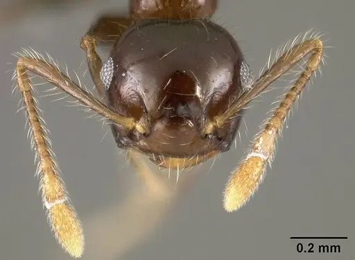 Crematogaster limata specimen USNMENT01124278 image usnment01124278_2