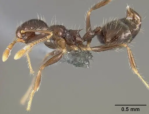 Crematogaster limata specimen USNMENT01124278 image usnment01124278_3