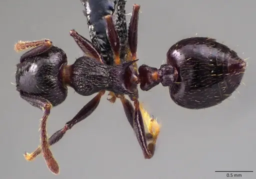 Crematogaster lineolata specimen ANTWEB1060093 image antweb1060093_1