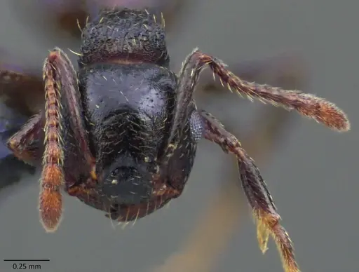 Crematogaster lineolata specimen ANTWEB1060093 image antweb1060093_3