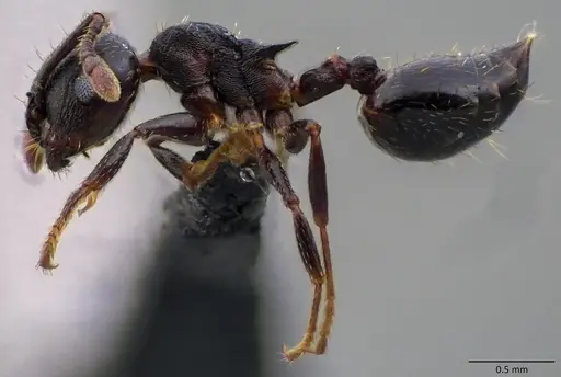 Crematogaster lineolata specimen ANTWEB1060093 image antweb1060093_4