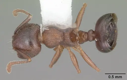 Crematogaster lineolata specimen CASENT0103781 image casent0103781_1