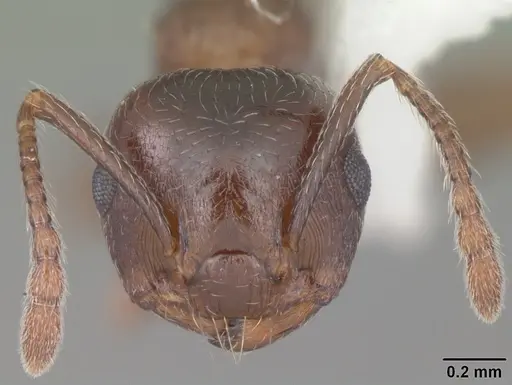 Crematogaster lineolata specimen CASENT0103781 image casent0103781_2