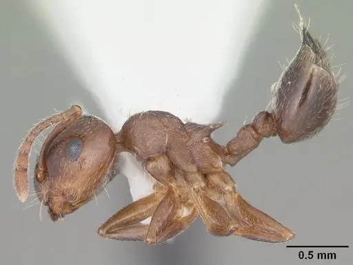 Crematogaster lineolata specimen CASENT0103781 image casent0103781_3