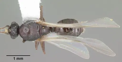 Crematogaster lineolata specimen CASENT0103782 image casent0103782_1
