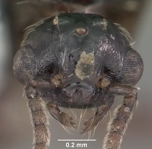 Crematogaster lineolata specimen CASENT0103782 image casent0103782_2