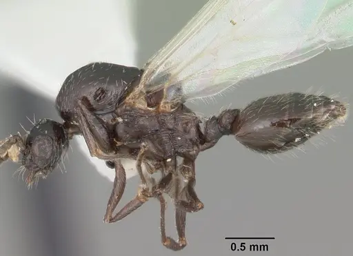 Crematogaster lineolata specimen CASENT0103782 image casent0103782_3
