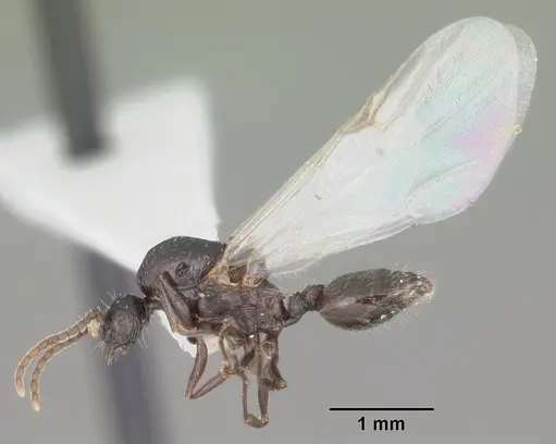 Crematogaster lineolata specimen CASENT0103782 image casent0103782_4