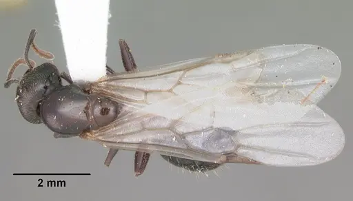 Crematogaster lineolata specimen CASENT0103785 image casent0103785_1