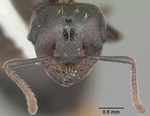Crematogaster lineolata specimen CASENT0103785 image casent0103785_2