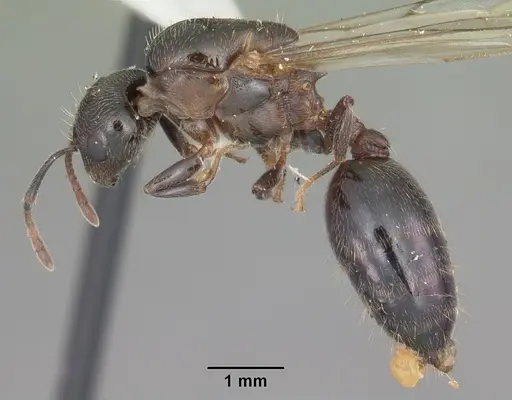 Crematogaster lineolata specimen CASENT0103785 image casent0103785_3