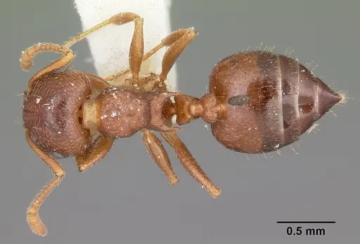 Crematogaster lineolata specimen CASENT0104694 image casent0104694_1