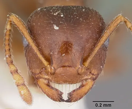 Crematogaster lineolata specimen CASENT0104694 image casent0104694_2