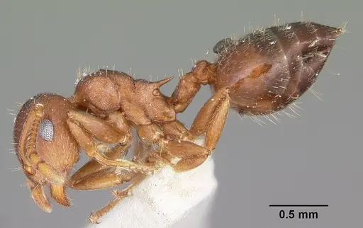 Crematogaster lineolata specimen CASENT0104694 image casent0104694_3